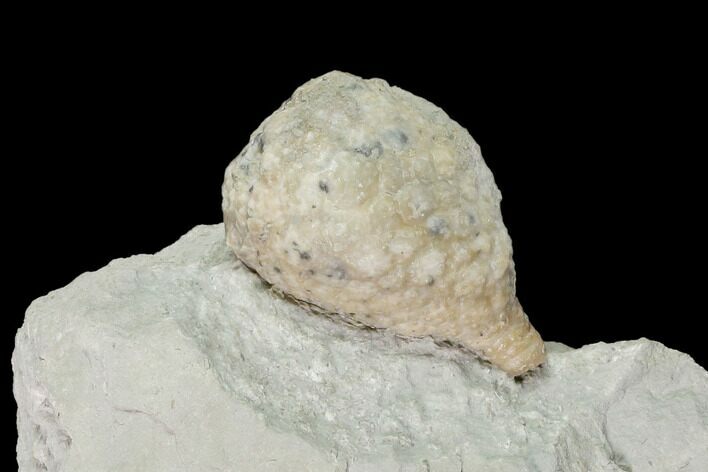 Cystoid (Holocystites) Fossil - Indiana #138844